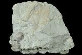 Blastoid (Pentremites) Fossil - Illinois #184112-1